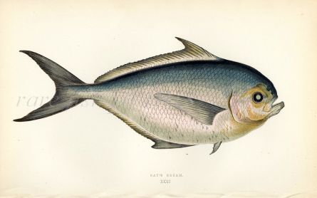 THE RAY'S BREAM fish print