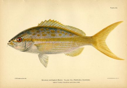 THE YELLOWTAIL SNAPPER fish print