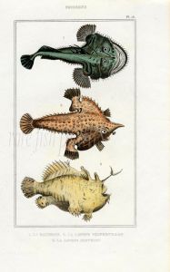 LACÉPÈDE SEA BAT, SEA DEVIL, AMERICAN TOADFISH print