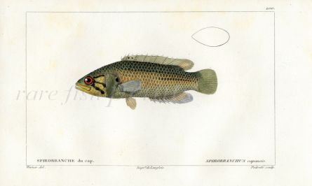 CUVIER - THE CAPE KURPER fish print