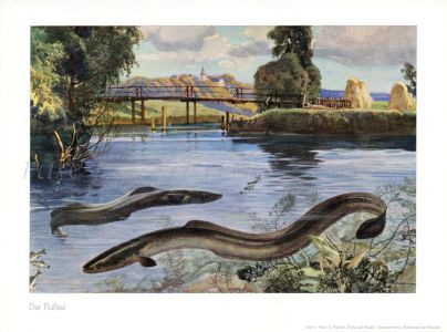 WANGER - THE EUROPEAN COMMON EEL print