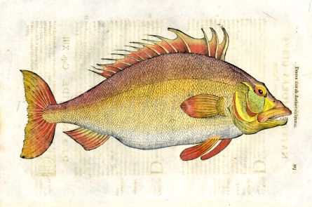 ALDROVANDI - THE DENTEX woodcut fish print 1638