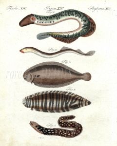 THE LAMPREY, SOLE, ZEBRA SOLE, MORAY EEL print