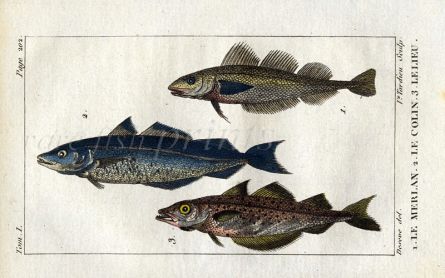 WHITING, COALFISH, POLLOCK print