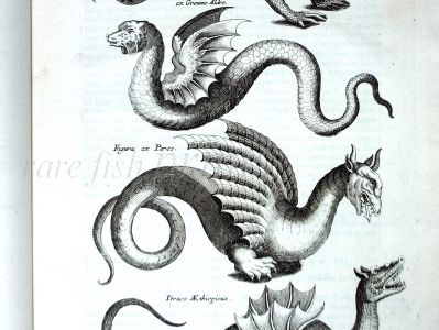 JONSTON & MERIAN - BOOK DETAIL