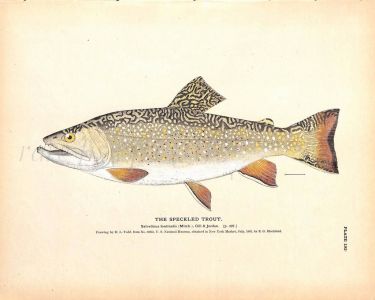THE SPECKLED TROUT print