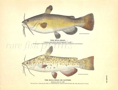 THE BULLHEAD & BULLHEAD OR CATFISH print