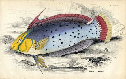 JARDINE/LIZARS - THE  PAINTED LABRUS fish print