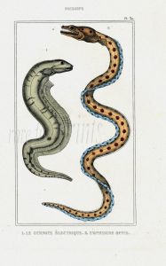 LACÉPÈDE ELECTRIC EEL print