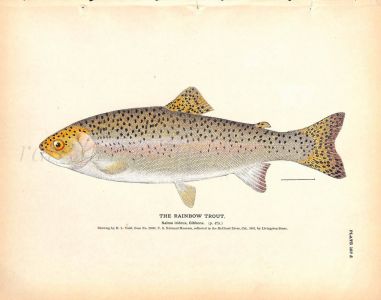 THE RAINBOW TROUT print
