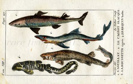 SPINYDOGFISH, BLUE SHARK, CATSHARK, BELTED SHARK print