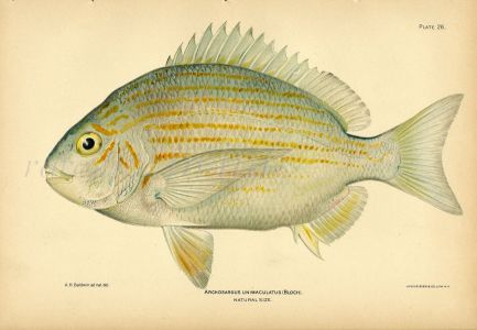THE SHEEPSHEAD fish print