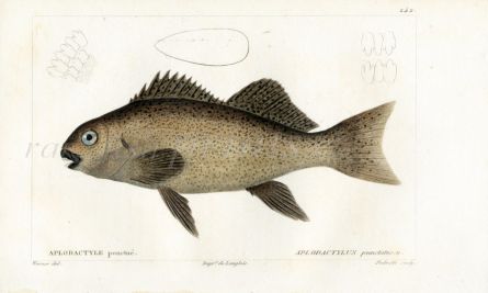 CUVIER - THE MARBLE FISH print