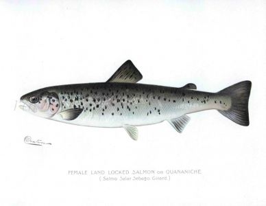 THE FEMALE LAND LOCKED SALMON print (Salmo Salar Sebago)