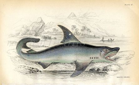 JARDINE/LIZARS - THE WHITE SHARK fish print
