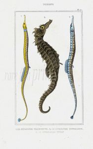LACÉPÈDE PIPE & SEA HORSE print