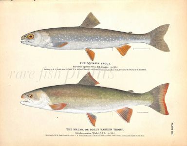 THE OQUASSA TROUT & THE MALMA OR DOLLY VARDEN print