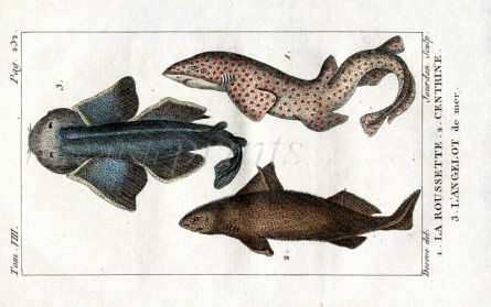 ANGEL SHARK, SPOTTEDOGFISH, CENTURINE SHARK print