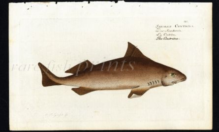 THE CENTRINA SHARK print (Angular Rough Shark - Squalus Centrina)
