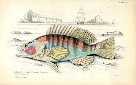 THE LETTERED SERRANUS print