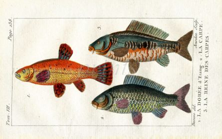 GOLDEN TENCH, COMMON CARP, ROYAL CARP print