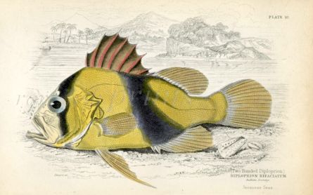 TWO BANDED DIPLOPRION print