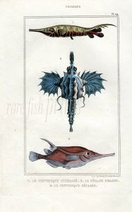 LACÉPÈDE SNIPE, SEA DRAGON, KNIFEFISH print