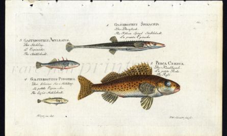 STICKLEBACK AND RUFFE print (Gasterosteus & Perca)