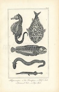 BUFFON/DAVENPORT - SEA HORSE, PORCUPINEFISH, WOLFFISH, ELECTRIC EEL & PIPEFISH print 1821