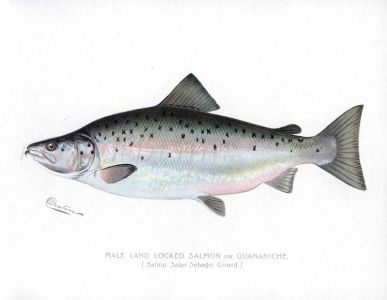 THE MALE LANDLOCKED SALMON print (Salmo Salar Sebago)