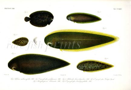 ACHIRUS, CYNOGLOSFUS, PARAPLAGUSIA - CARPET SOLE, LINED SOLE, TONGUE SOLE print