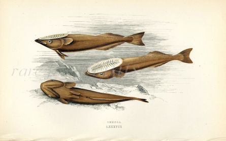 THE REMORA fish print