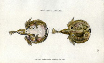 THE MURICATED ANGLERFISH print