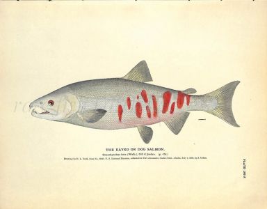 THE KAYAO SALMON OR DOG SALMON print