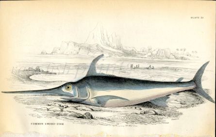 JARDINE/LIZARS - THE COMMON SWORD-FISH print
