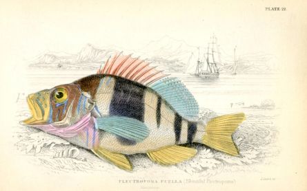 BEAUTIFUL PLECTROPOMA print