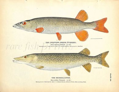 THE WESTERN BROOK PICKEREL & MUSKELLUNGE print