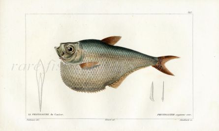 CUVIER - THE AMAZON HATCHET HERRING fish print