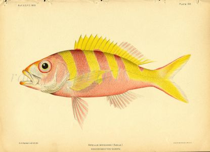 YELLOWTAIL SNAPPER print (Apilus Brighami)