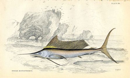 JARDINE/LIZARS - THE INDIAN HISTIOPHORUS  fish print