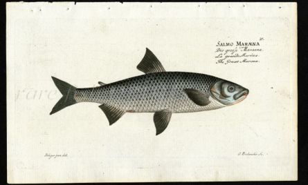 THE GREAT MARENA print (Salmo Maraena - Whitefish))
