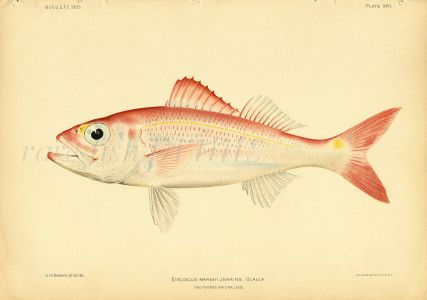 SHORT-TAILED RED SNAPPER print (Eteliscus Marshi Jenkins) 
