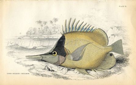 JARDINE/LIZARS - THE  LONG-BEAKED CHELMON fish print