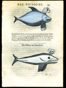 THE SPERM & KILLER WHALE woodcut print 1558
