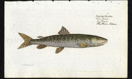 THE RIVER SALMON print ( Salmo Hucho)