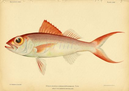 LONG-TAIL RED SNAPPER print (Etelis Evurus - Jordan)