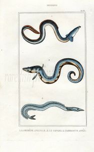 LACÉPÈDE COMMON EEL GONGER EEL print