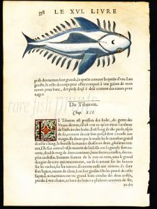 THE  MYTHICAL CENTIPEDE CETACEAN sea monster woodcut 1558