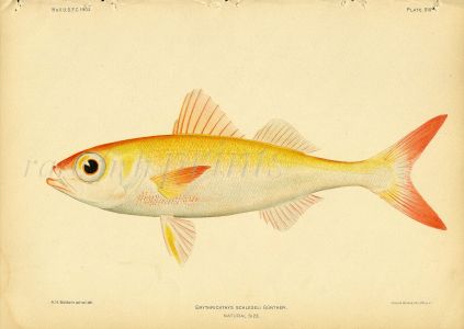JAPANESE RUBYFISH print (Erythrichthys Schlegeli)