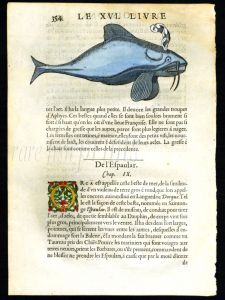 THE MYTHICAL WHISKERED WHALE woodcut print 1558